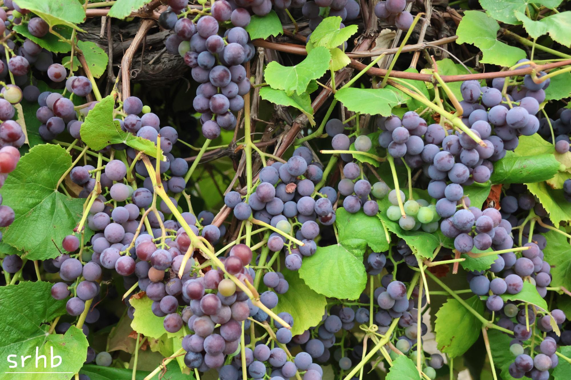 Grapes