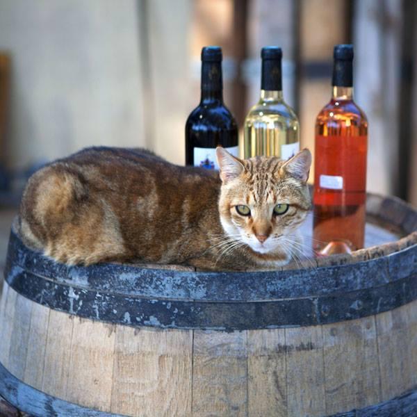 Kitties in the Vineyard